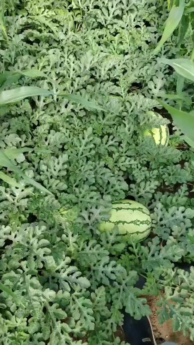 宁夏西砂瓜