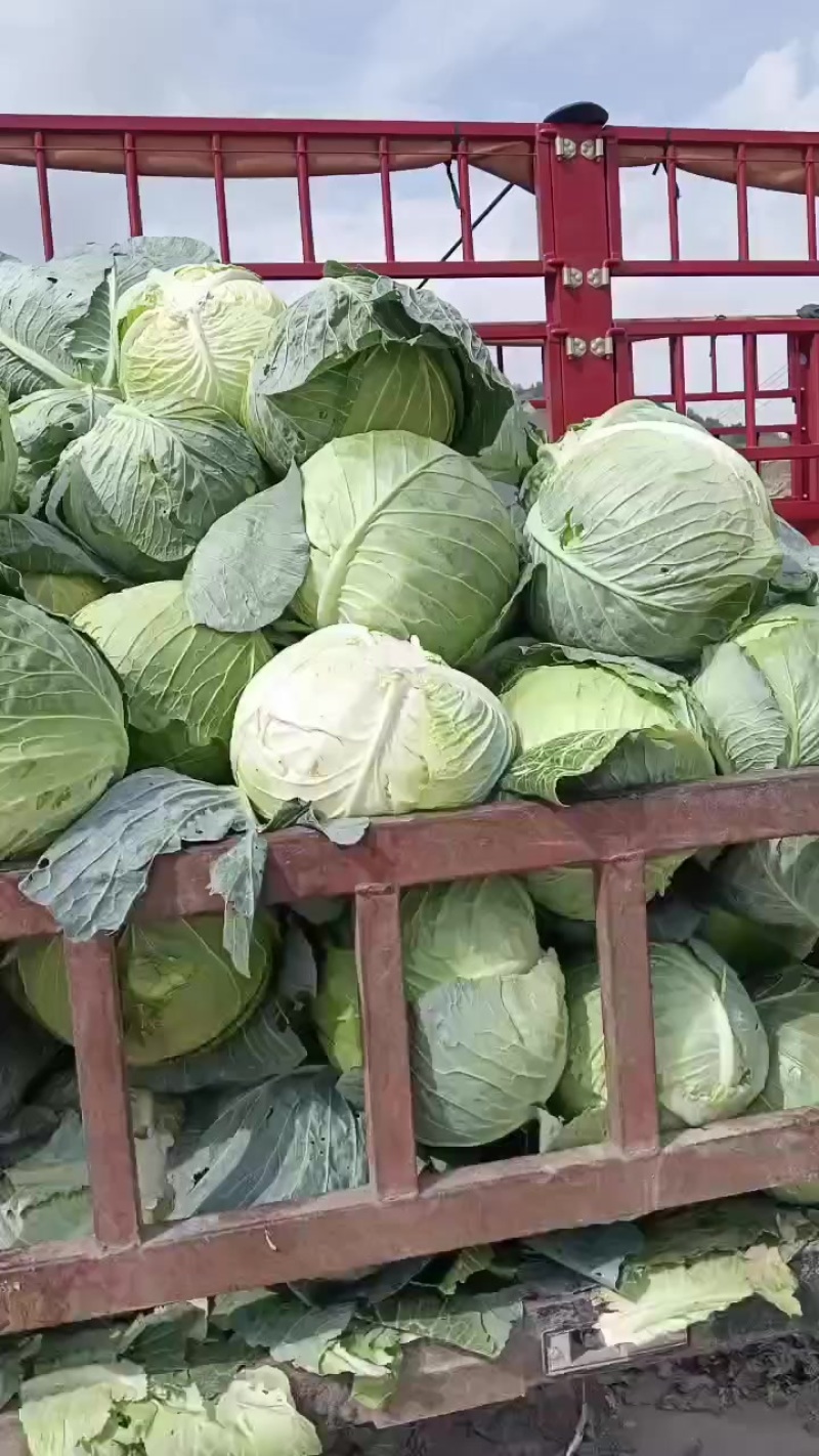 宁夏固原市西吉县大苞菜