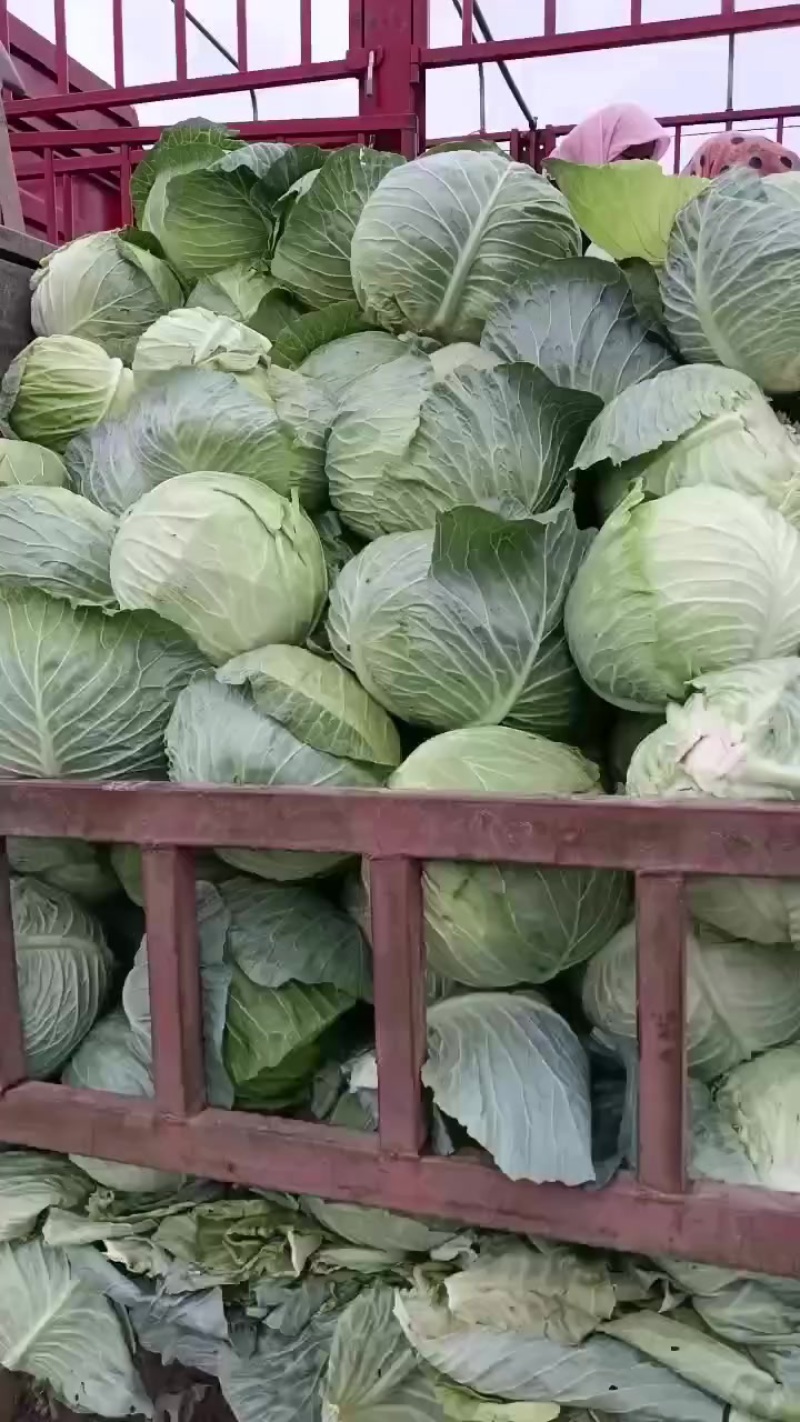 宁夏固原市西吉县大苞菜
