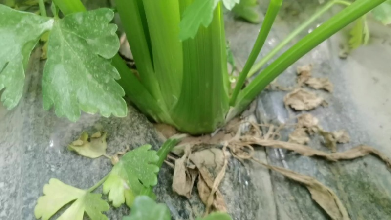 大量西芹上市有意向的老板电话联系