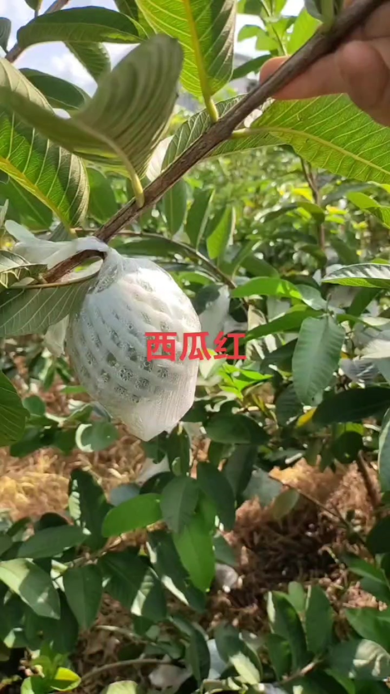 工厂货