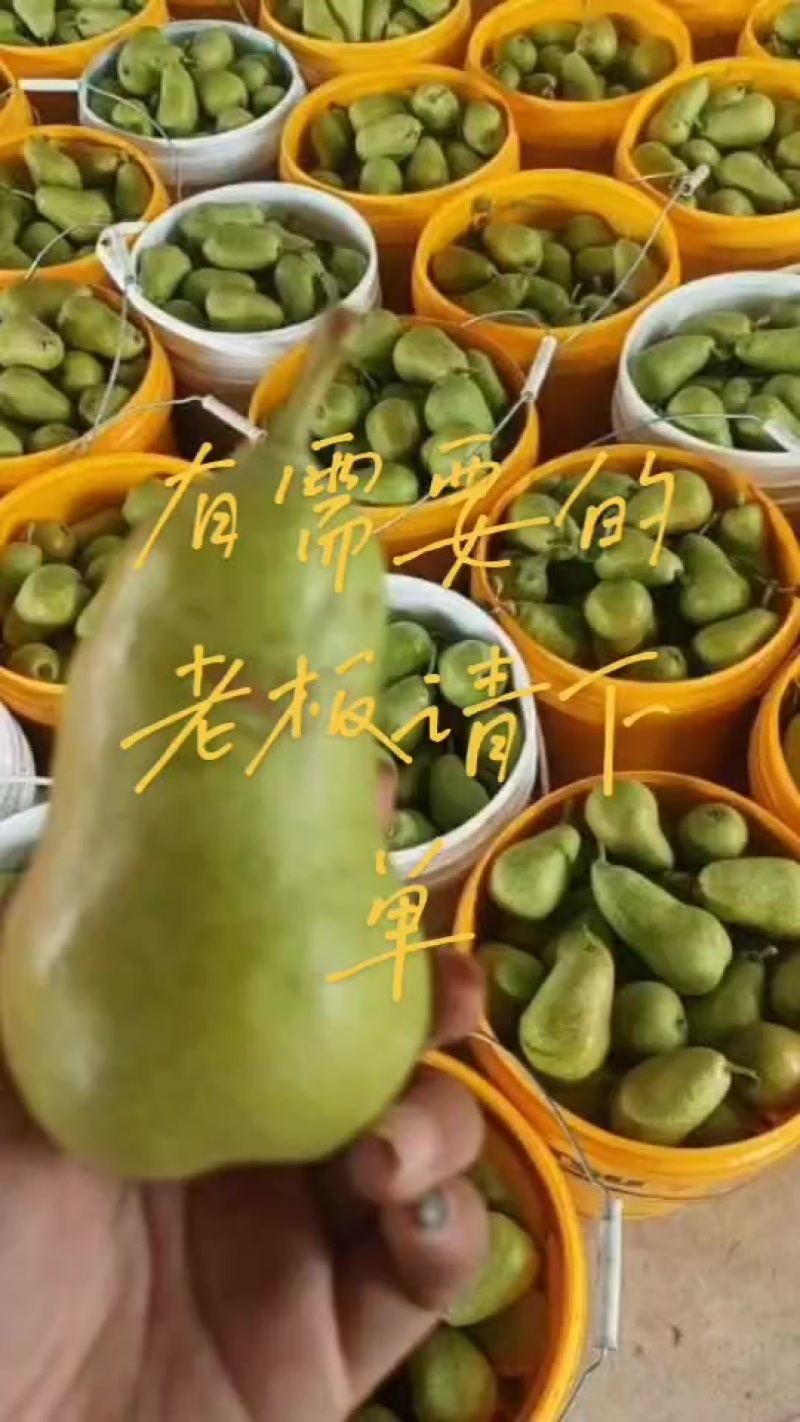 莱州市车轴梨，也叫太婆梨，
