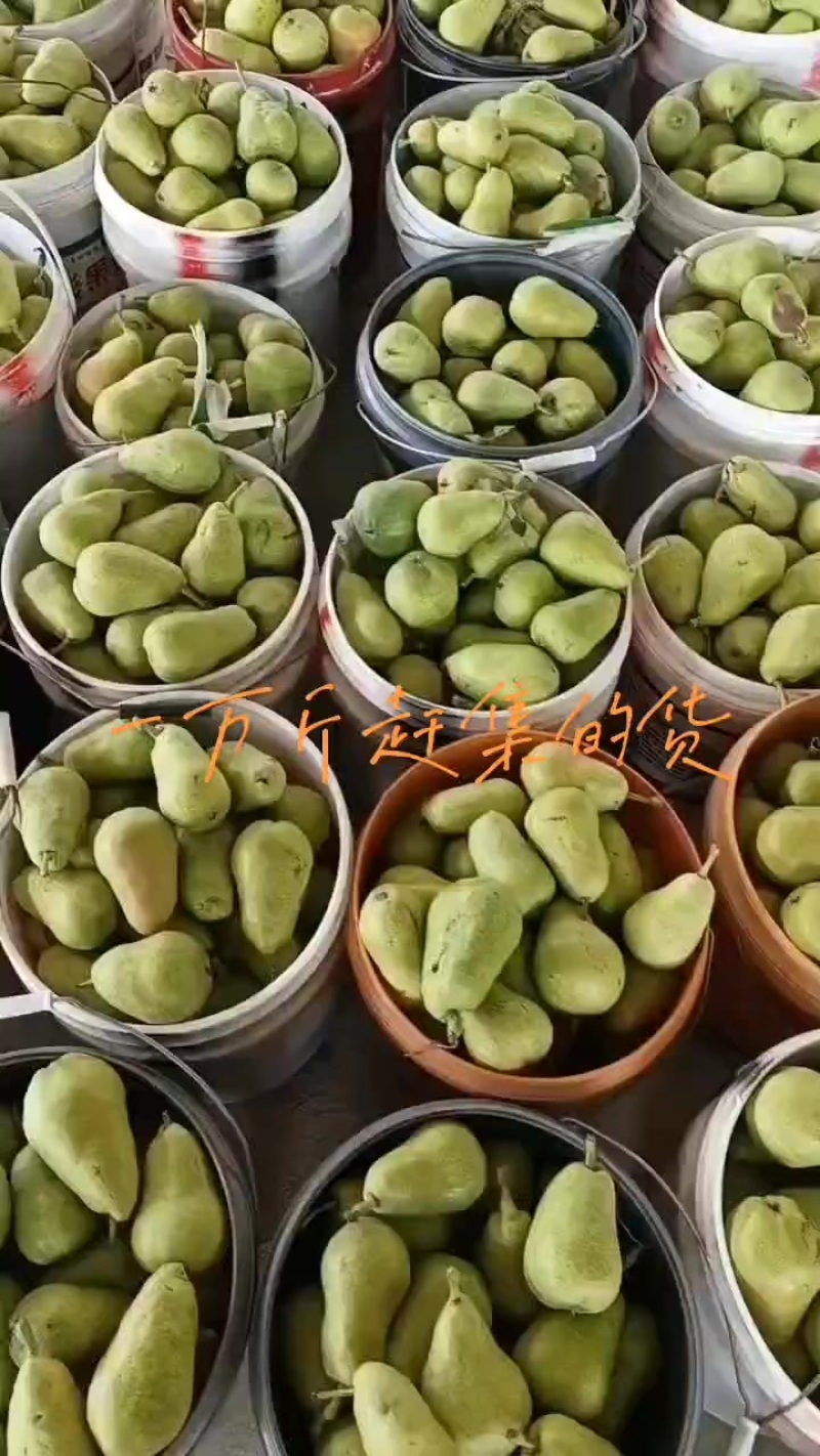 莱州市车轴梨，也叫太婆梨，