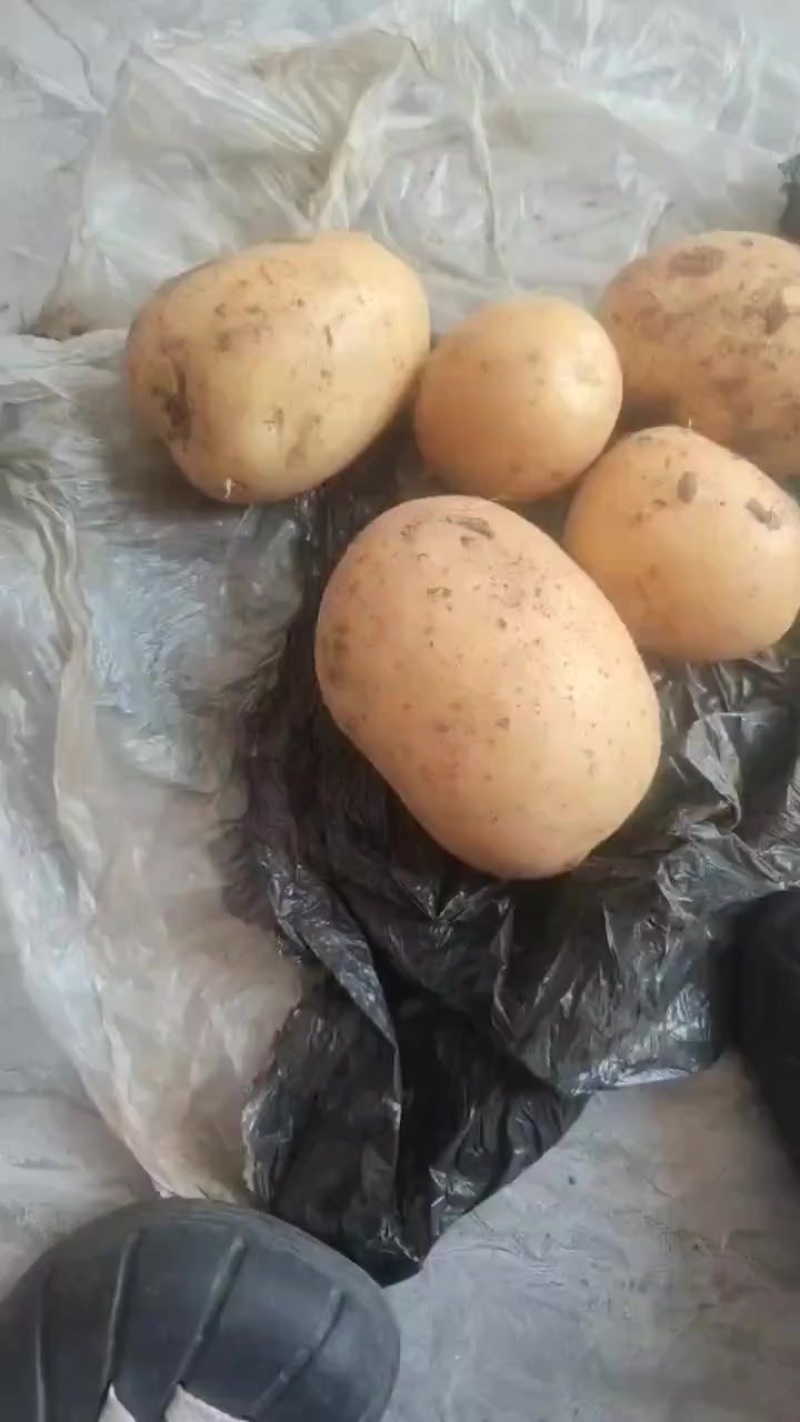 沃土土豆