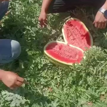 中卫市香山精品硒砂瓜