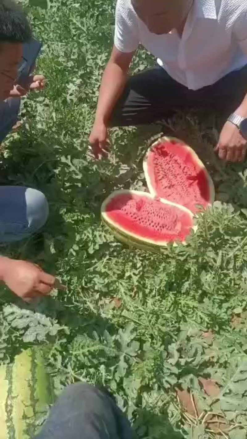 中卫市香山精品硒砂瓜