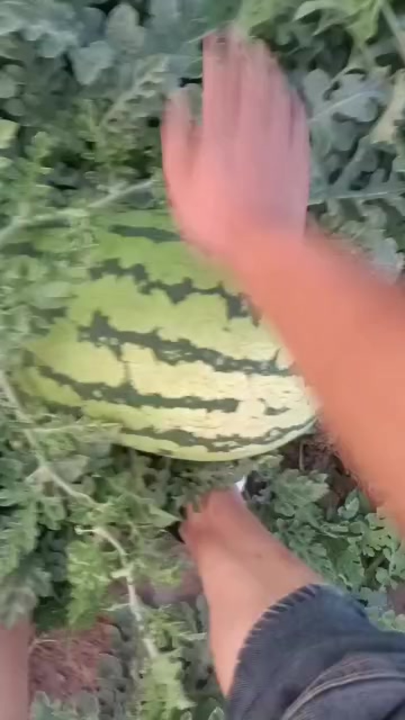 中卫市香山精品硒砂瓜