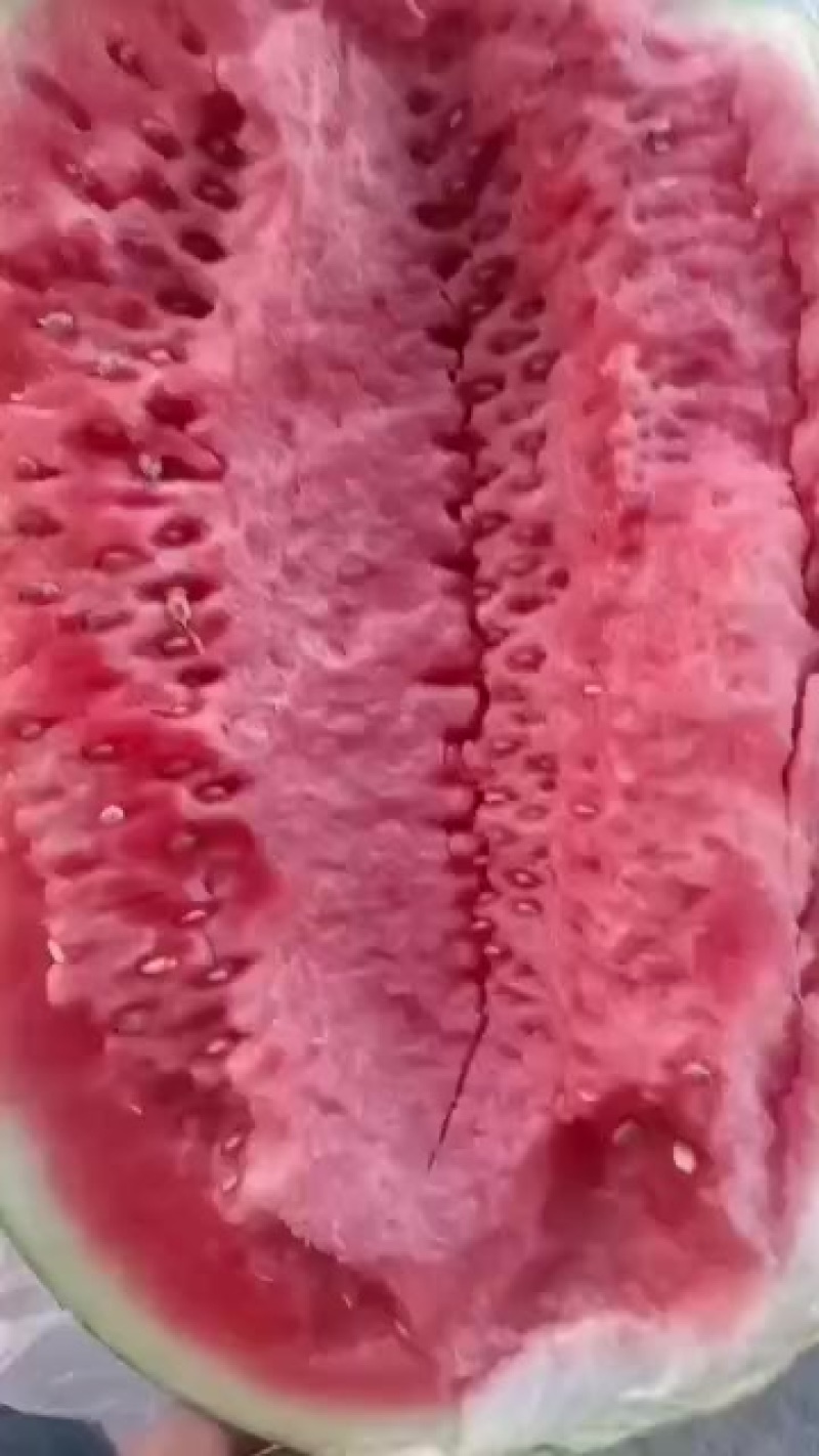 中卫市香山精品硒砂瓜