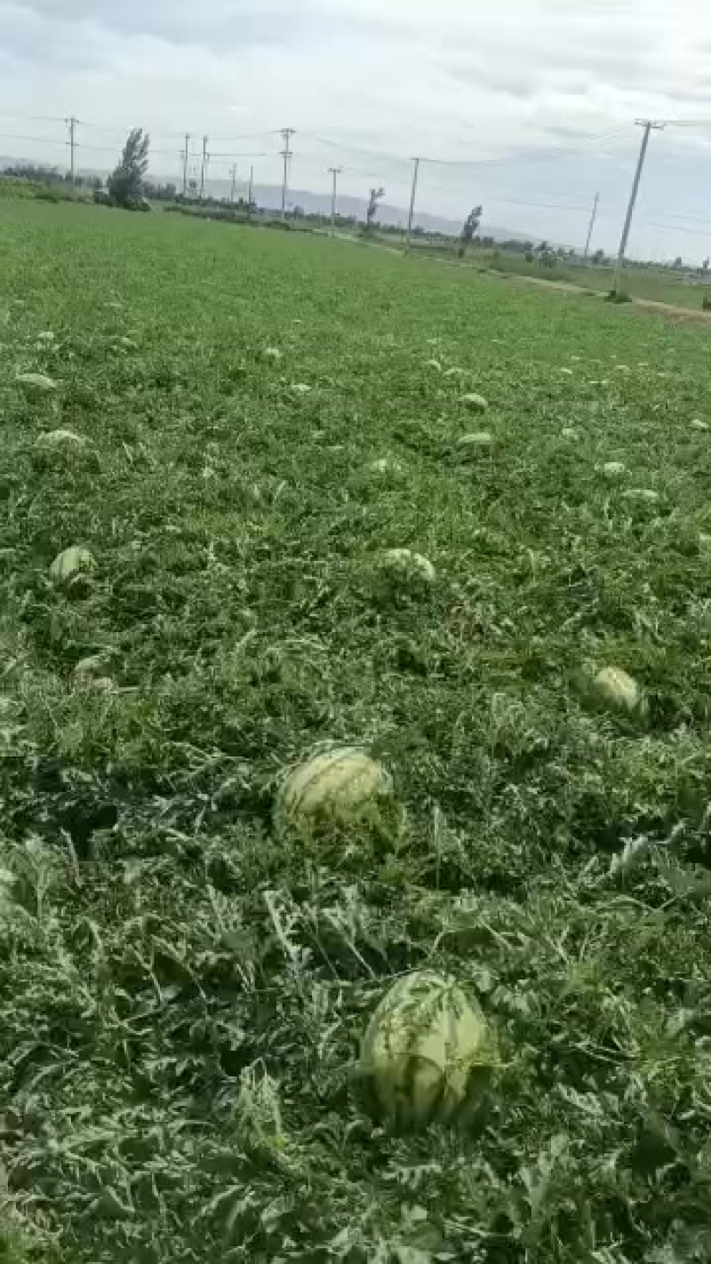 中卫市香山精品硒砂瓜