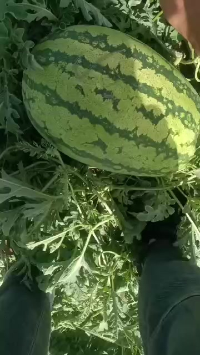 中卫市香山精品硒砂瓜
