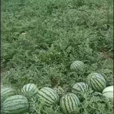 麒麟西瓜