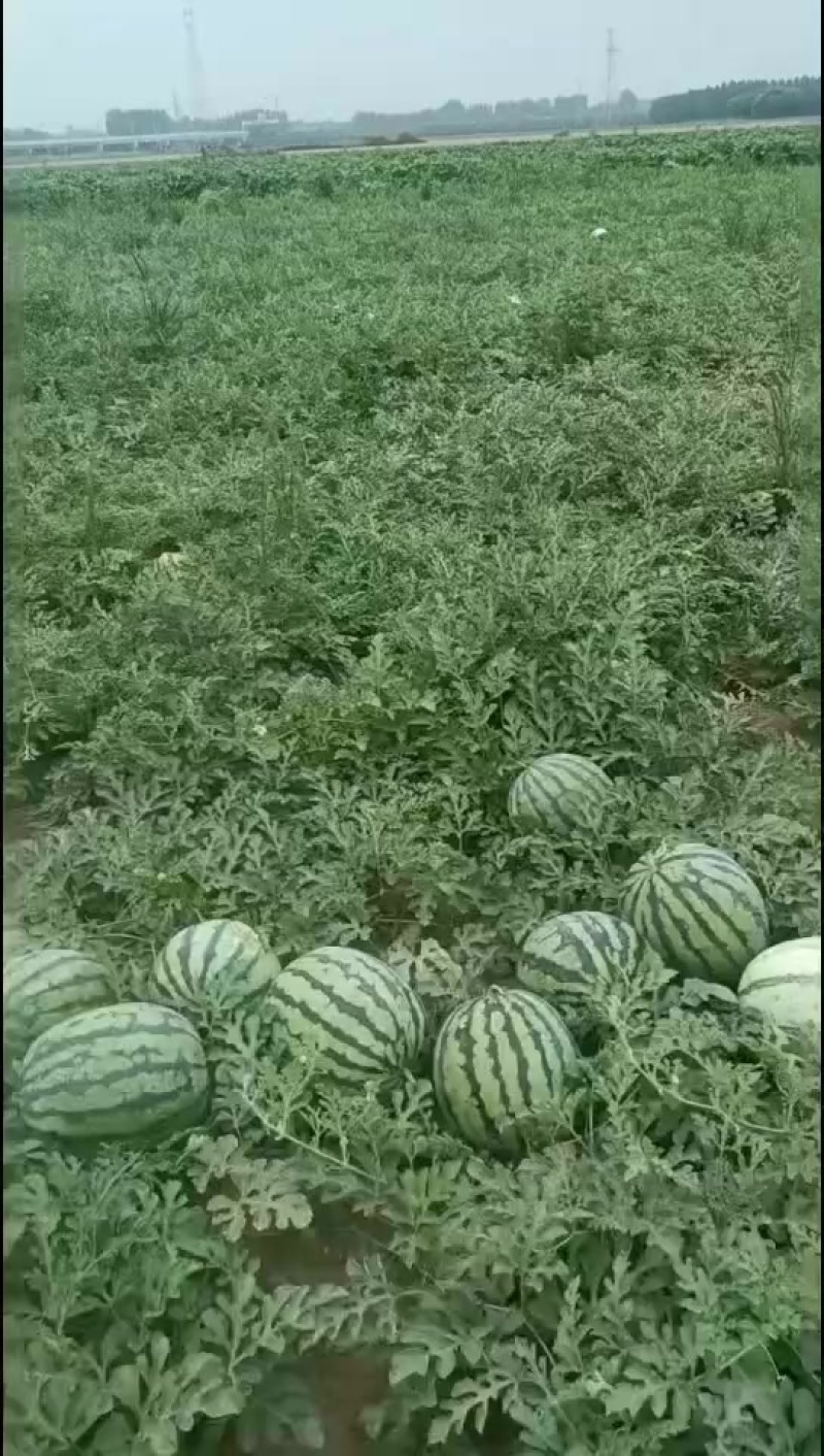 麒麟西瓜