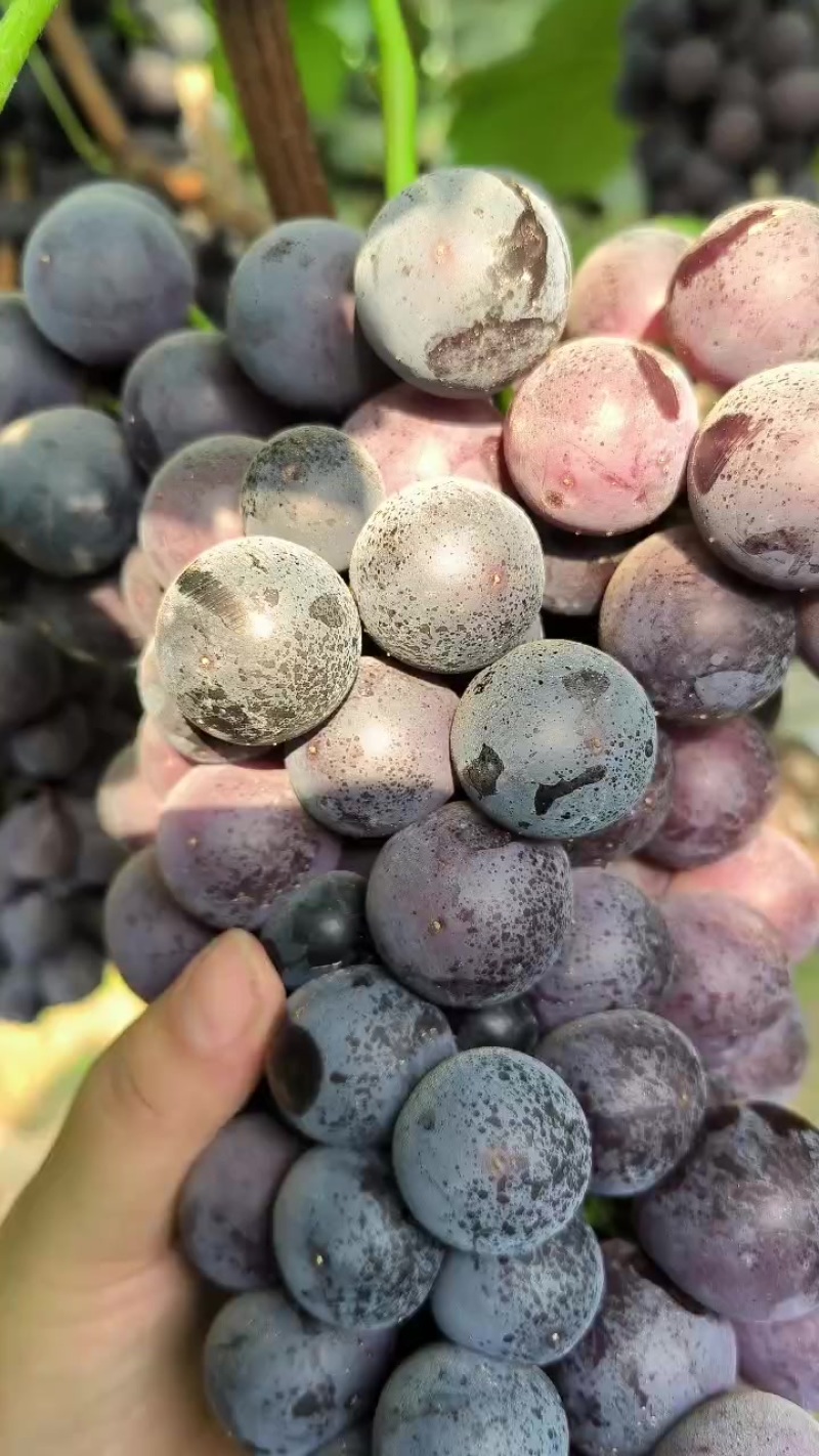 无籽大颗粒夏黑