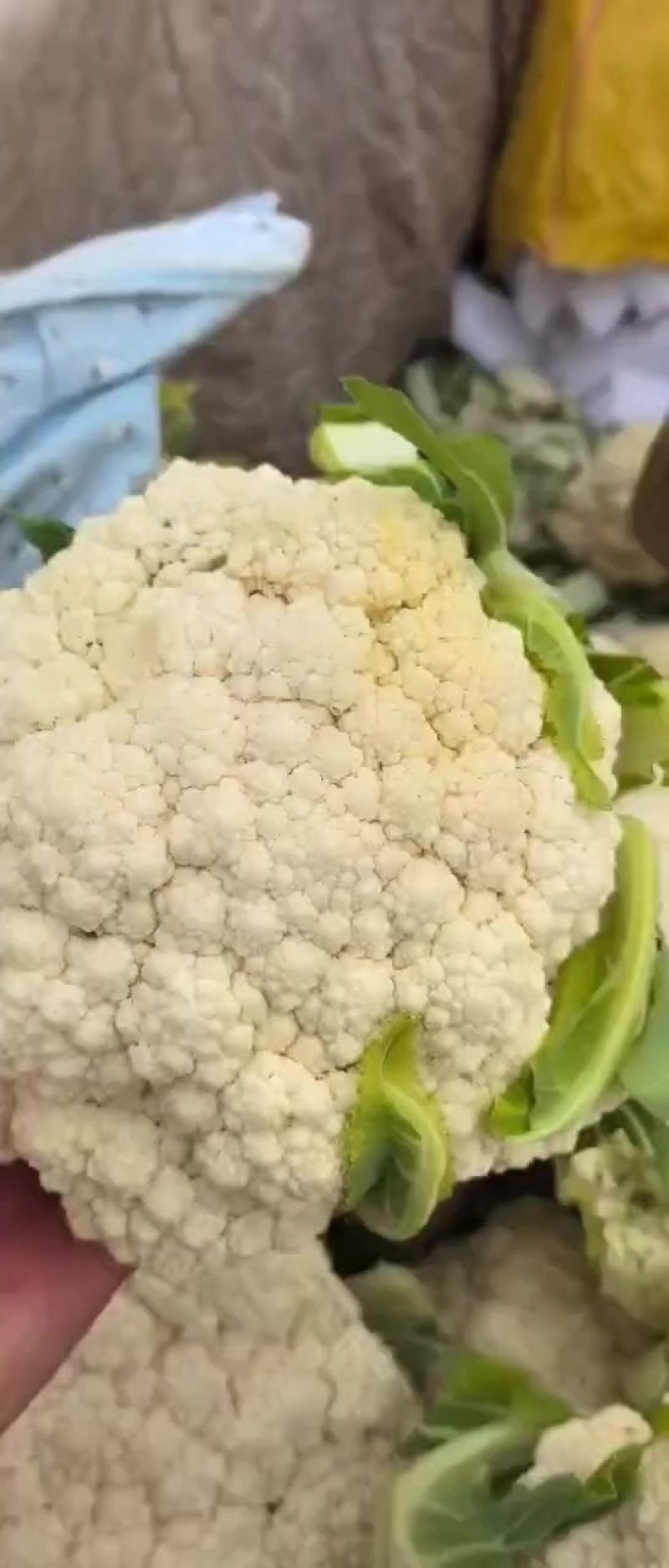 常年有现货云南的河北的甘肃各种花菜散花有机花