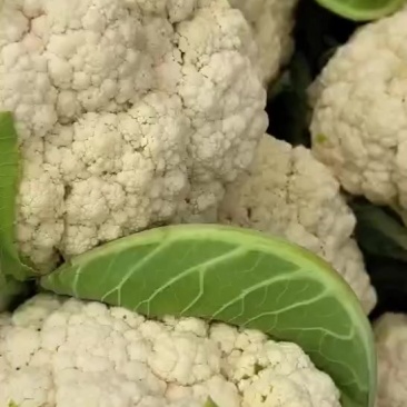 常年有现货云南的河北的甘肃各种花菜散花有机花
