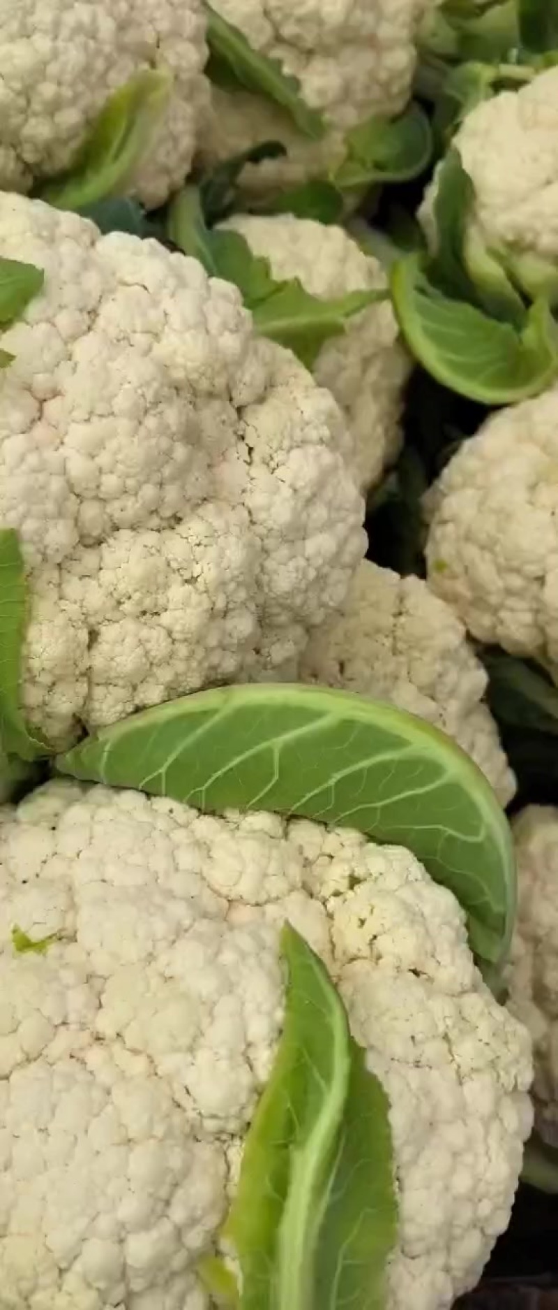 常年有现货云南的河北的甘肃各种花菜散花有机花