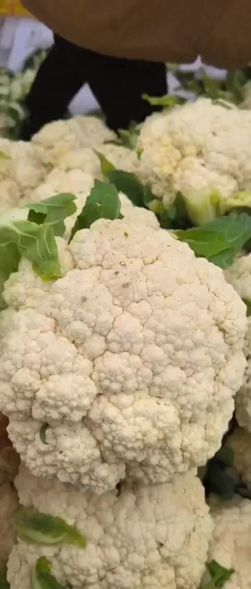 常年有现货云南的河北的甘肃各种花菜散花有机花