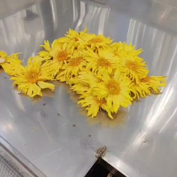 九品香水莲花干花（黄金国）