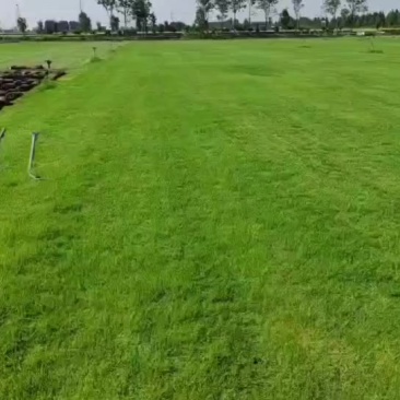 草坪百慕大果岭草早熟禾