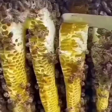 野生蜂蜜