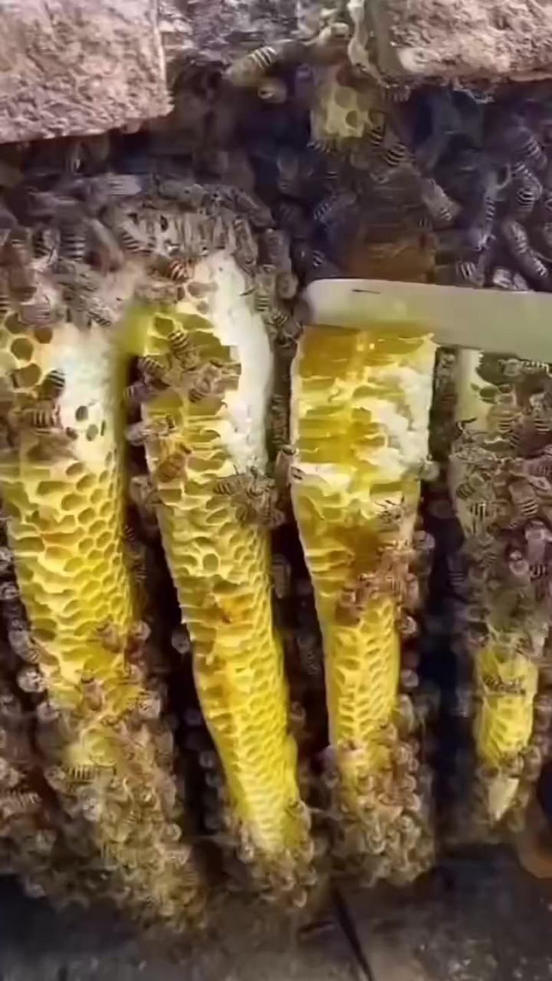 野生蜂蜜