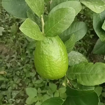 广东香水柠檬