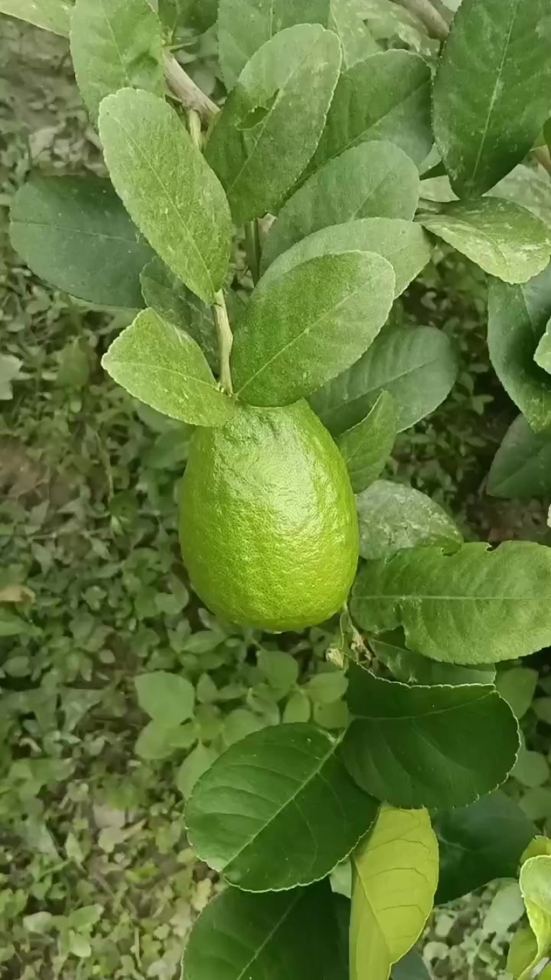 广东香水柠檬