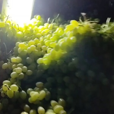 维多利亚青提大量上市