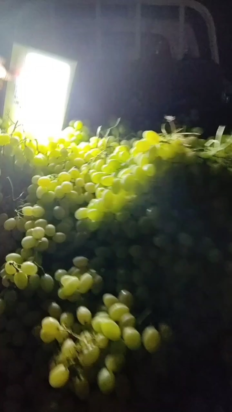 维多利亚青提大量上市
