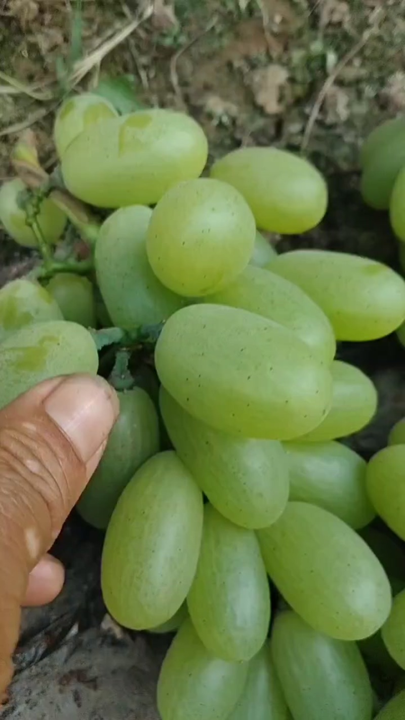 维多利亚青提大量上市