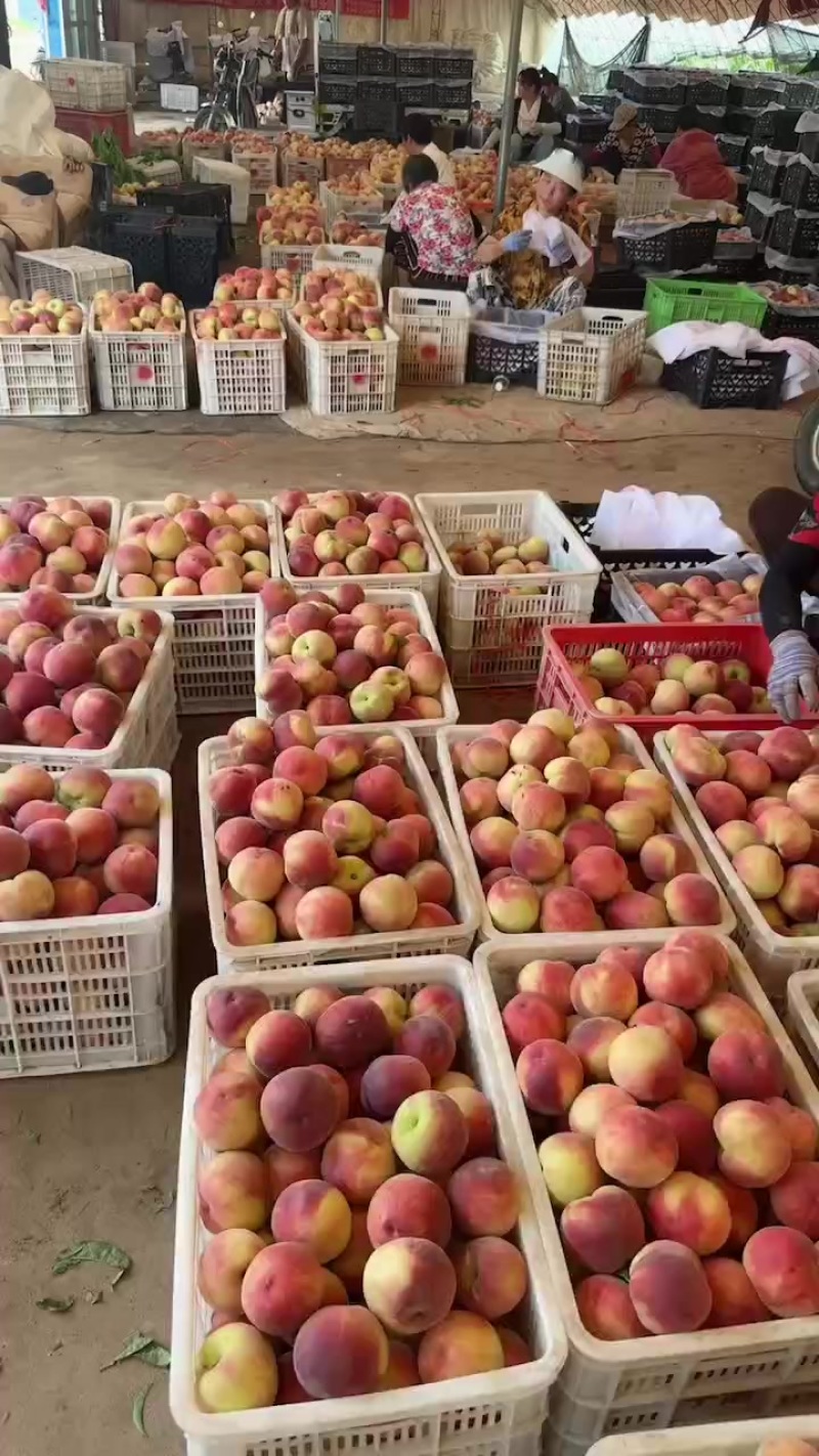 河北乐亭突围桃大量供应果形端正货量大全国接单承接电商批发团购