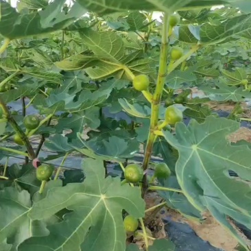 无花果种植基地