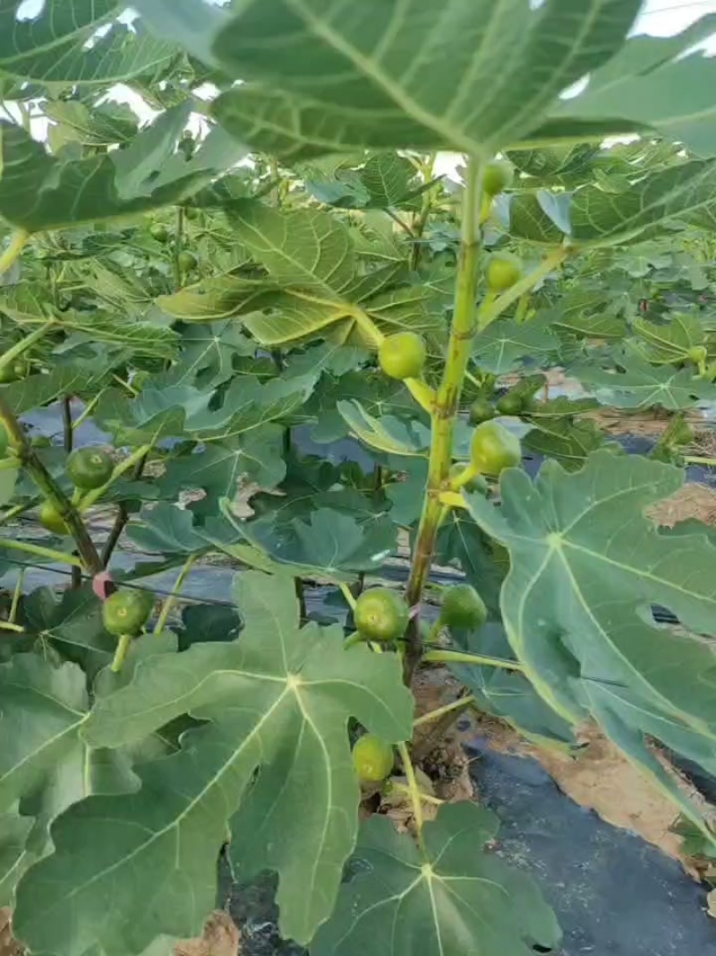 无花果种植基地
