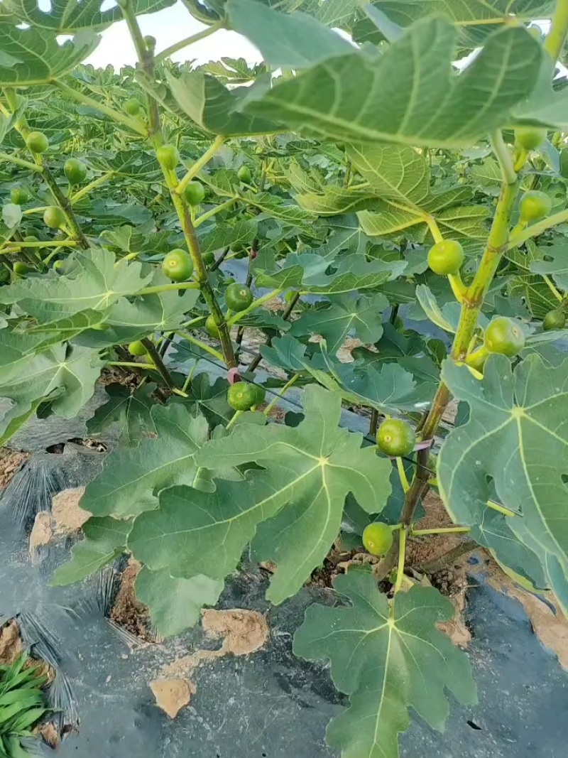 无花果种植基地