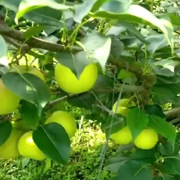 泸西早白蜜梨