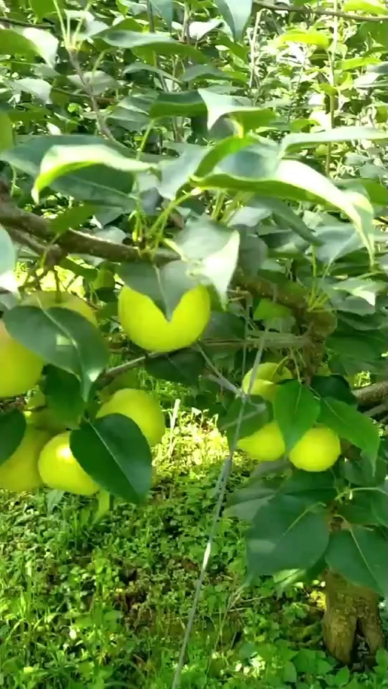 泸西早白蜜梨