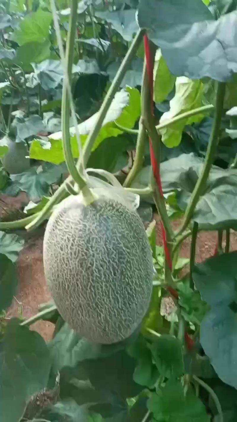 小蜜二五