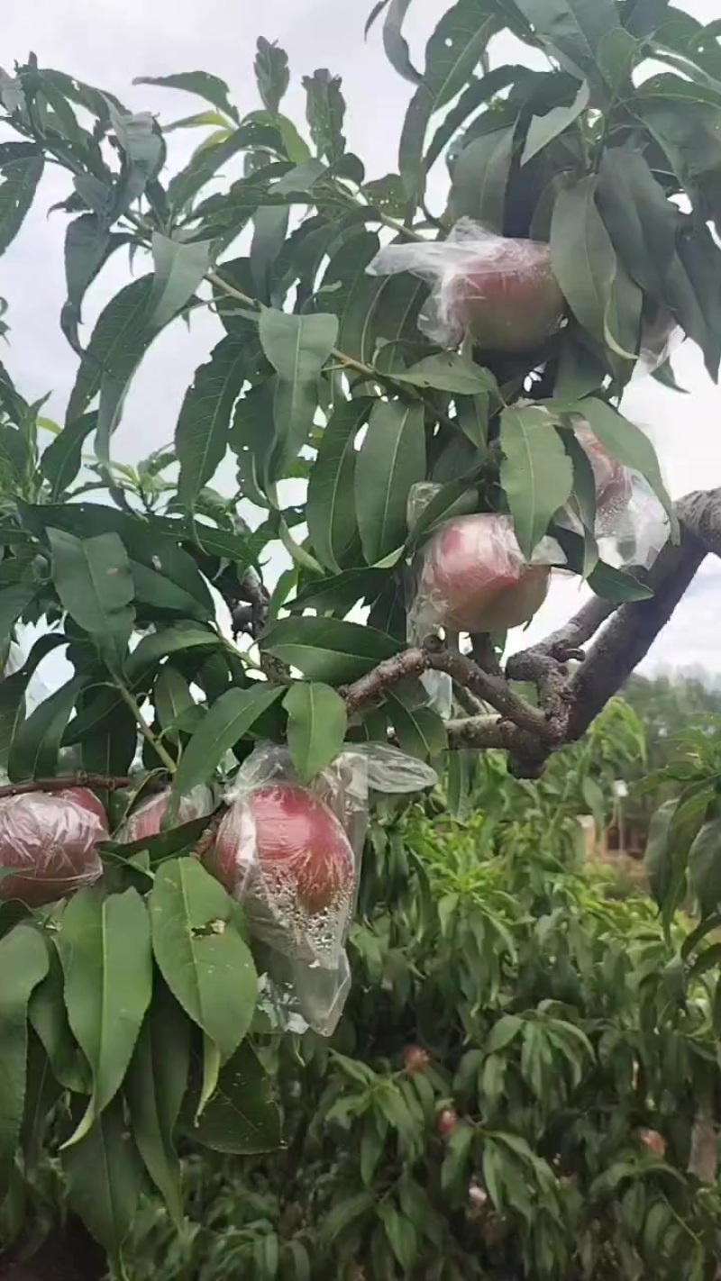 杠九离核油桃，需要的老板可联系