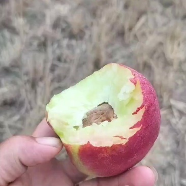 杠九离核油桃，需要的老板可联系