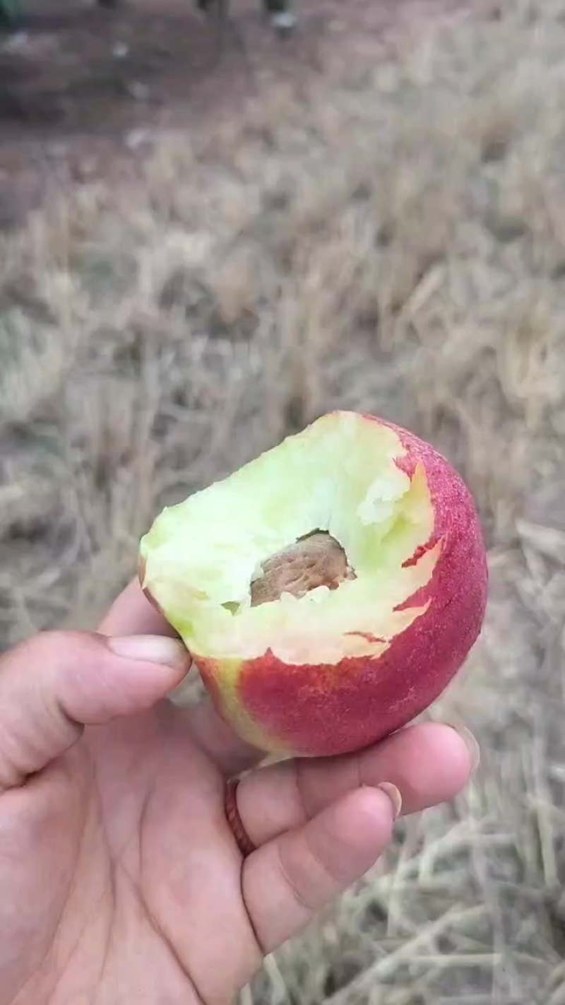 杠九离核油桃，需要的老板可联系
