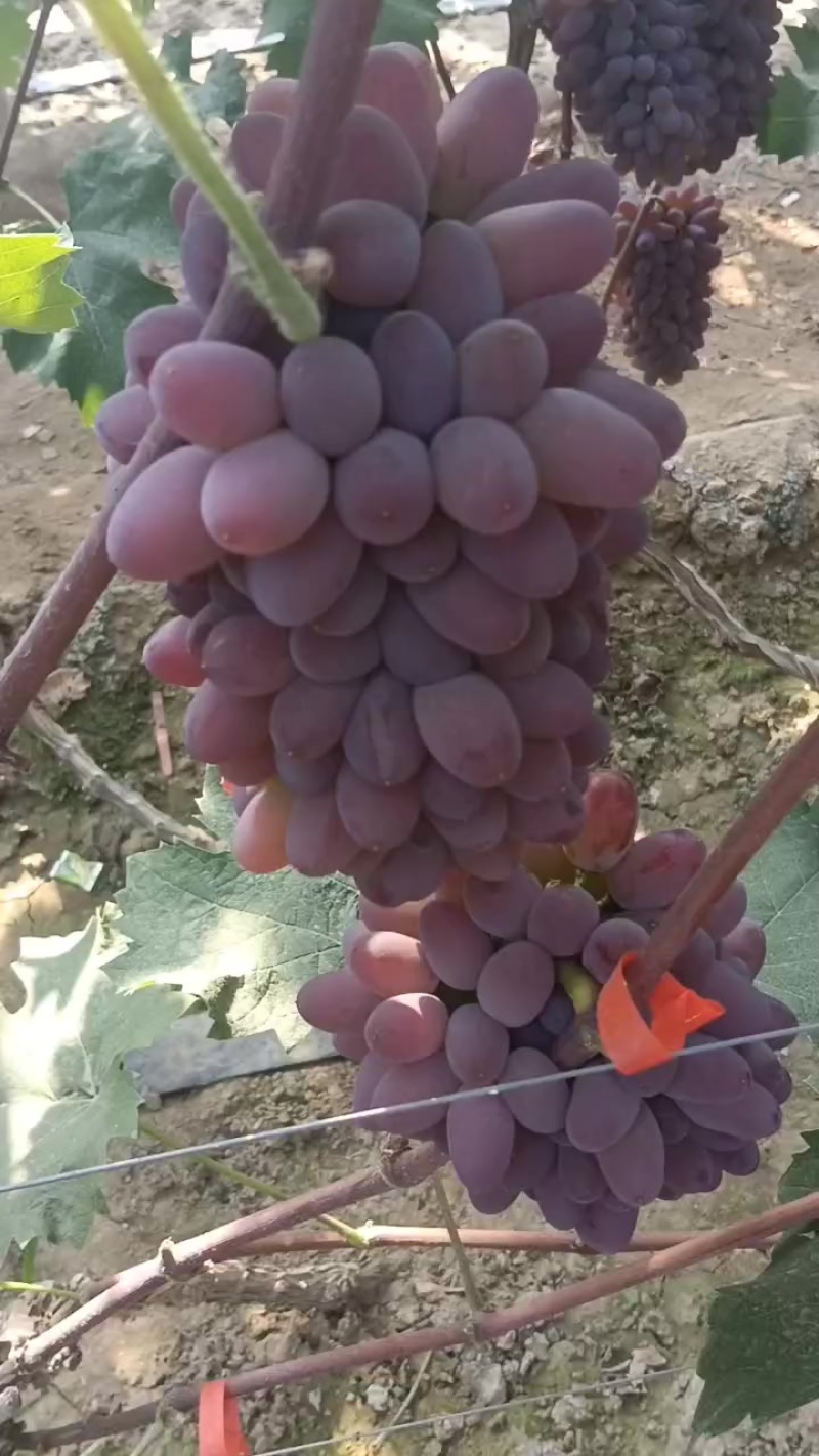 着色香葡萄