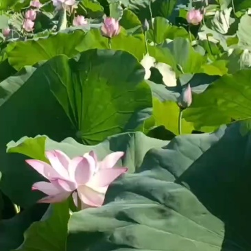 上海金山区水果莲蓬基地实景实拍。
