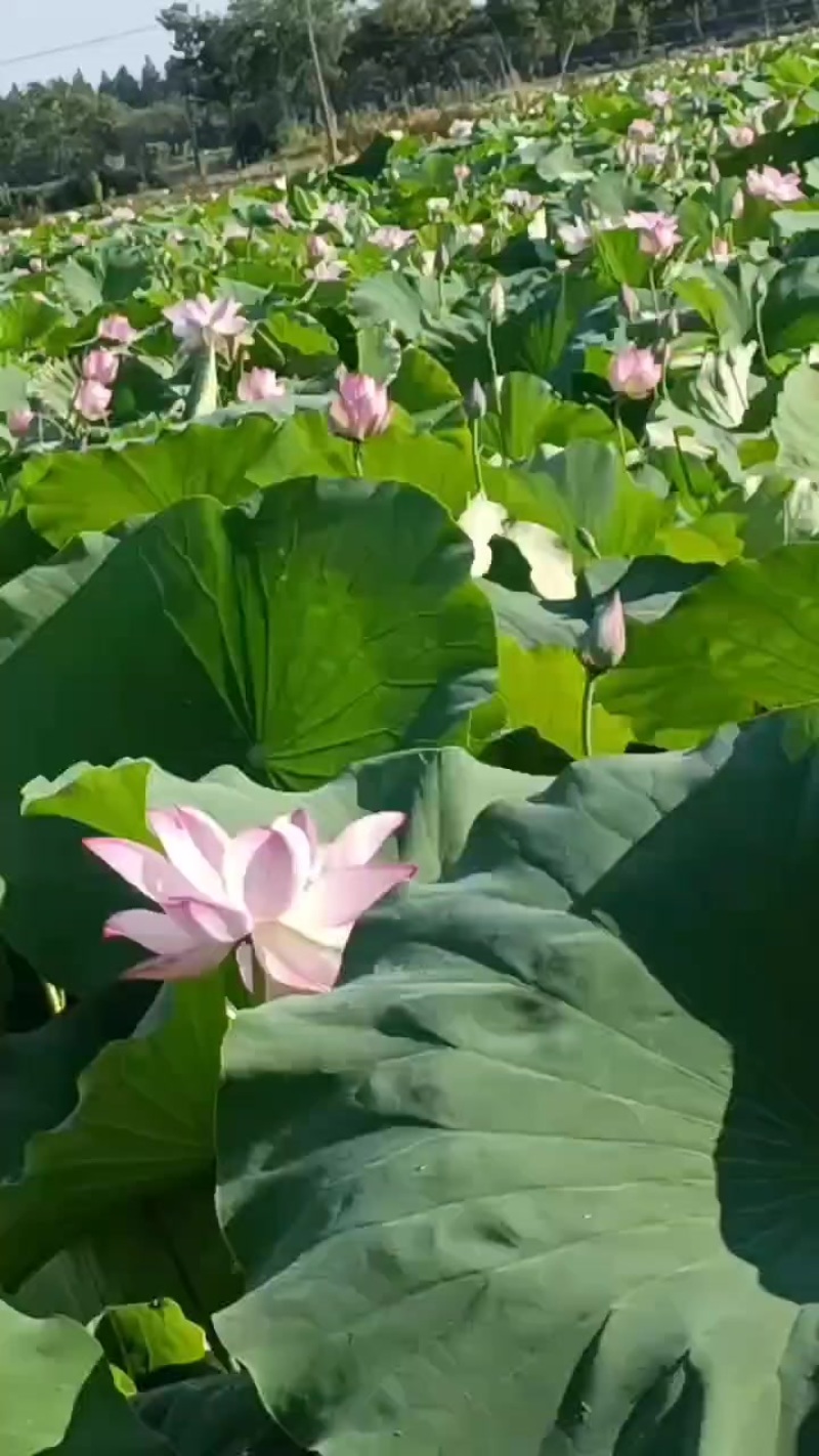 上海金山区水果莲蓬基地实景实拍。