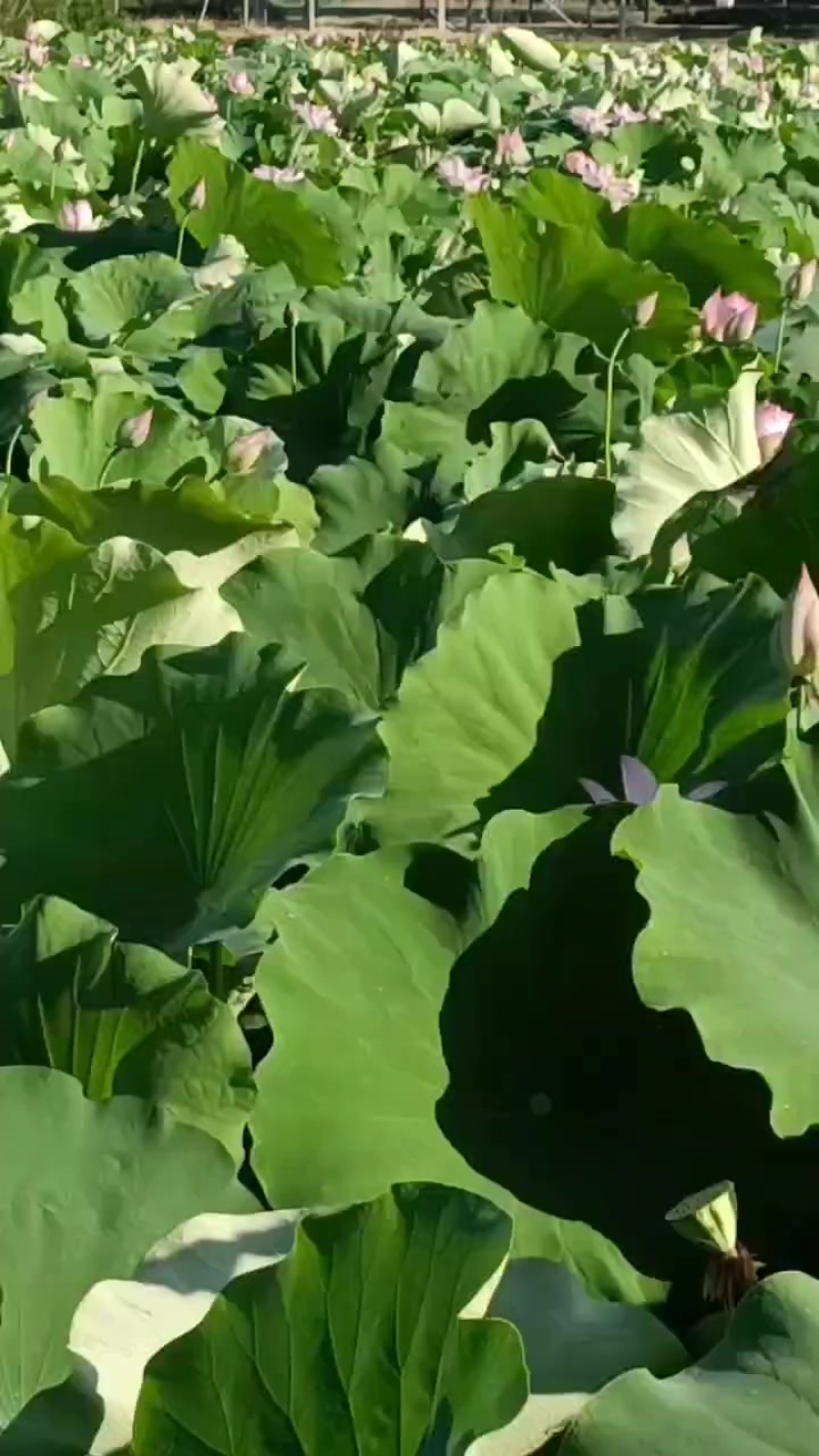 上海金山区水果莲蓬基地实景实拍。