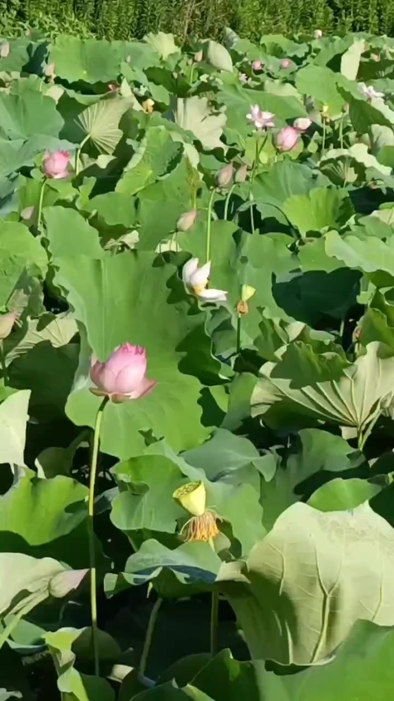上海金山区水果莲蓬基地实景实拍。