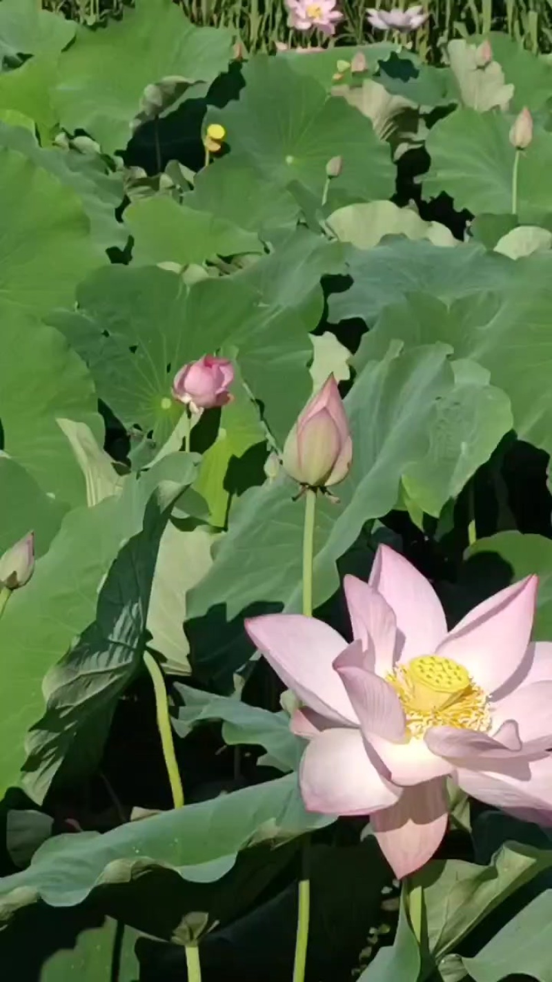 上海金山区水果莲蓬基地实景实拍。