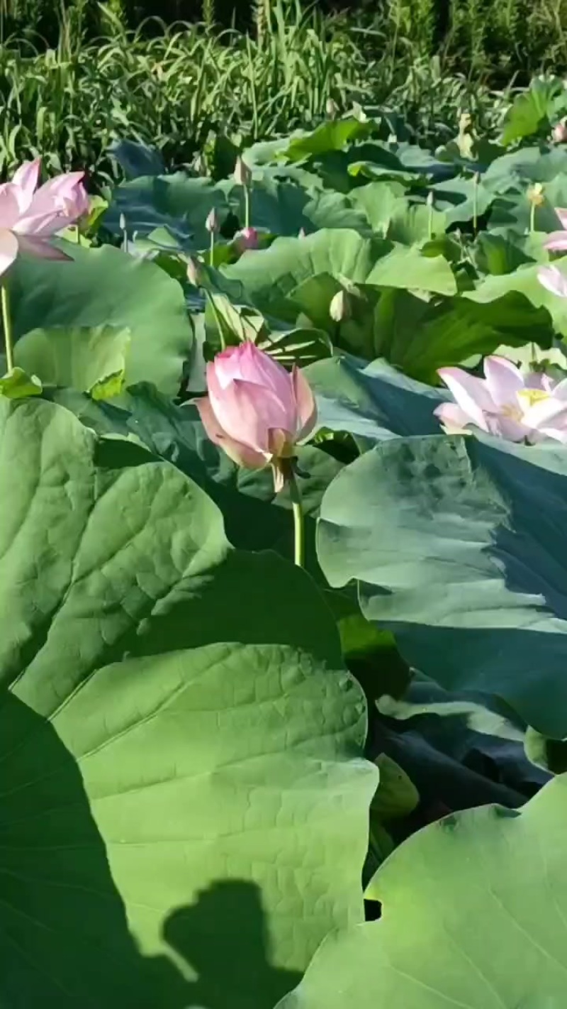 上海金山区水果莲蓬基地实景实拍。