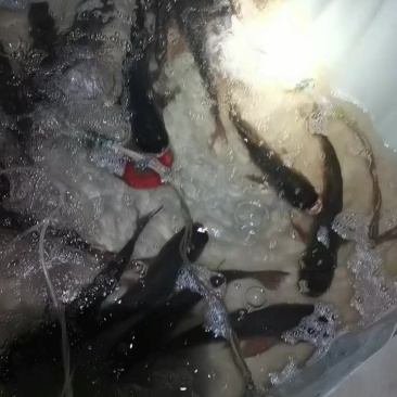 黄辣丁