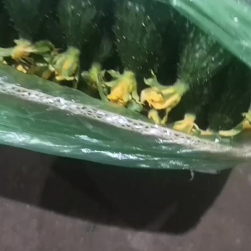 鲜花黄瓜