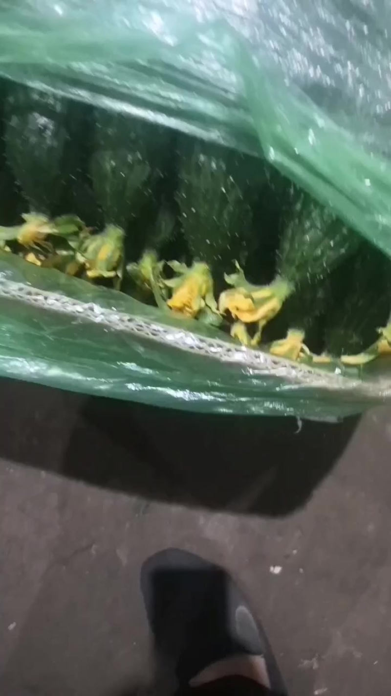 鲜花黄瓜